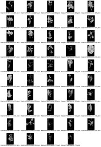 flowerimages-contact